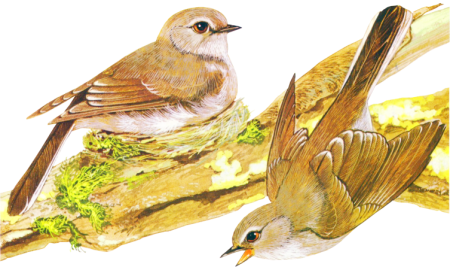 őszi állatok_44.png